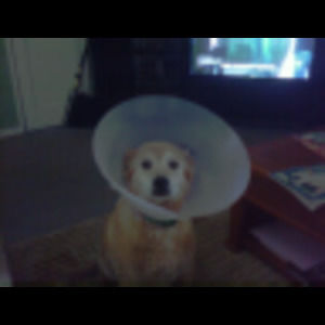 Meet your Posher, Faye